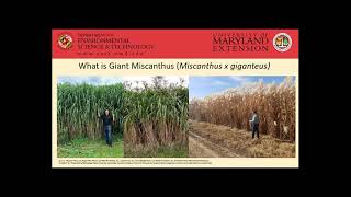 Giant Miscanthus [upl. by Anilek]