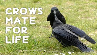 Crows mate for life [upl. by Weidar78]