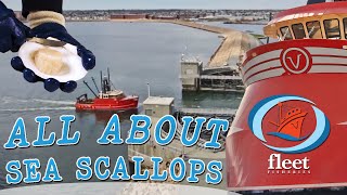 SeaTube quotAll About Scallopsquot  OceansFleet Fisheries  An Informative Series [upl. by Curkell]