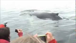 Les baleines à Tadoussac 2wmv [upl. by Luigi]