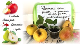 Comment faire pousser un pommier poirier avec des pépins  How to grow apple tree from a seed [upl. by Araec]