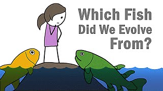 Which Fish Did We Evolve From [upl. by Rramed751]