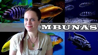 The Mbuna Aquarium  Lake Malawi African Cichlids [upl. by Eldoria]