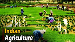 AGRICULTURE IN INDIA  Documentary [upl. by Enirehtakyram]