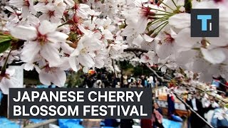 Going To A Cherry Blossom Festival In Japan [upl. by Nnarefinnej]