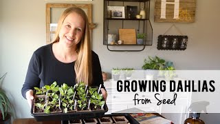 Growing Dahlias from Seed Lisianthus Transplants  Cut Flower Garden [upl. by Carmon]