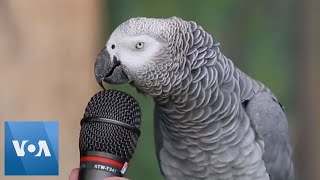 Talking Parrot  VOANews [upl. by Nireves]