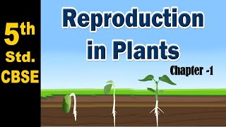 Reproduction In Plants  Class 5 [upl. by Dacie]