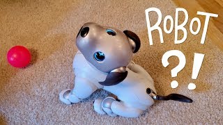 Our New Dog AIBO Pet Replacement Robot [upl. by Inverson]