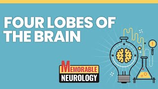 Four Lobes of the Brain Mnemonics Memorable Neurology Lecture 1 [upl. by Kram]