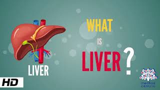 What is Liver Anatomy Parts and Function [upl. by Celine]