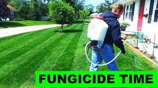 Putting down chemical lawn fungicide [upl. by Felt808]