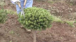 Making Bonsai from a Mugo Pine [upl. by Hilario546]