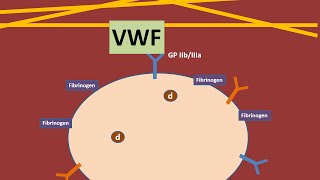 Platelets and Von Willebrand Factor animation [upl. by Enyahc]