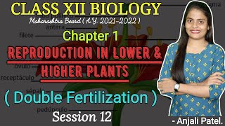 Class XII Biology  Reproduction in lower and higher plants  Double Fertilization [upl. by Yajeet133]