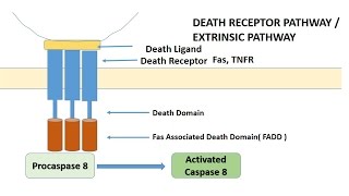 APOPTOSIS PART 1 Definition Causes amp MechanismPathways [upl. by Whitcher]