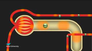 The Kidney amp the Counter Current Multiplier Pharmacology teaching at Aston University [upl. by Oiruam17]