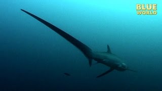 Philippines Thresher Sharks  JONATHAN BIRDS BLUE WORLD [upl. by Etteniuq478]