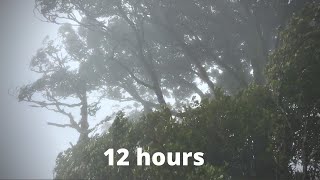 WIND SOUNDS for 12 Hours Sound of Wind for Relaxing Sleep Study Windy Sound [upl. by Marysa]