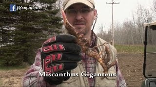 How to Plant Miscanthus Giganteus Ep 16 Revised [upl. by Eillod281]