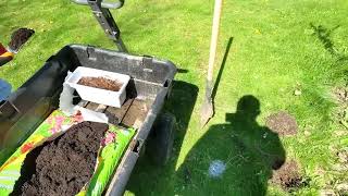 Miscanthus Giganteus  Planting for Privacy Hedge [upl. by Boyer]