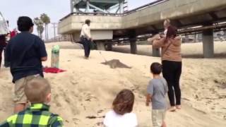 Lady goes crazy at Venice beach over stingray catch part 2 [upl. by Aerbua508]