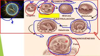 EMBRIOLOGÍA ANIMAL [upl. by Dihaz]