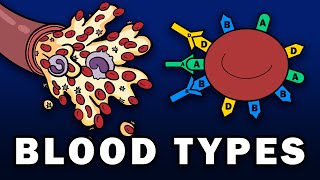 BLOOD TYPES  ABO and Rh Blood Group Systems [upl. by Dorina793]