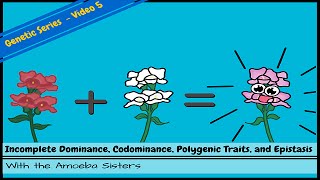 Incomplete Dominance Codominance Polygenic Traits and Epistasis [upl. by Ennayelsel]