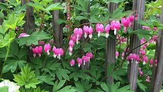 Bleeding Hearts Plant Profile [upl. by Amilah]