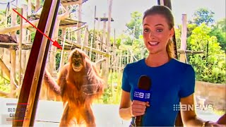 Funniest Animals News Bloopers Of All Time [upl. by Dona586]