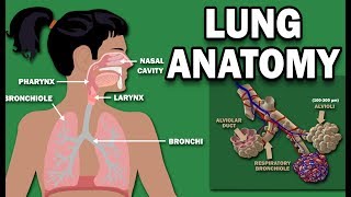 ANATOMY OF THE LUNGS [upl. by Enyad]