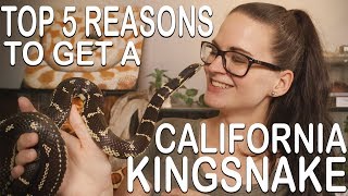 TOP 5 REASONS TO GET A CALIFORNIA KINGSNAKE [upl. by Judah]