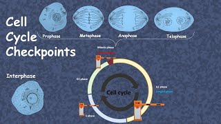 Understanding Immunotherapy for Lung Cancer [upl. by Nitneuq]