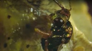 Caterpillar Eaten Alive By Wasps  Natural World  BBC Earth [upl. by Lupien]