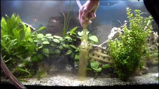 Podmiana wody i odmulanie dna w akwarium Replacing water and cleaning the bottom in the aquarium [upl. by Rimahs]