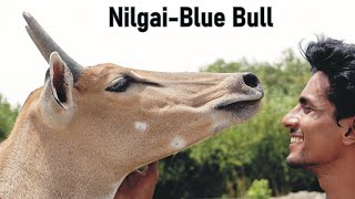 Nilgai Blue Bull [upl. by Eiznekam]