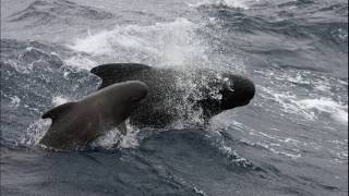 Facts The Pilot Whale [upl. by Vance]