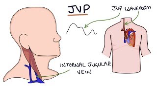 Understanding Jugular Venous Pressure JVP [upl. by Brackely]