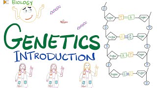 Biology Genetics and Heredity [upl. by Felder903]