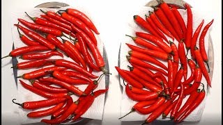 COMMENT FAIRE SÉCHER DES PIMENTS FORTS  🌶️🌶️🌶️ [upl. by Beitch]