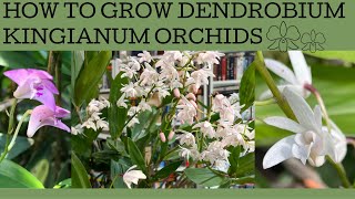 How to grow Australian Dendrobium kingianum orchids [upl. by Rammus558]