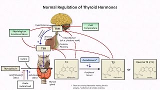 Thyroid Hormones and Thyroid Function Tests [upl. by Rysler249]