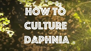 How To Culture Daphnia Magna [upl. by Devon658]