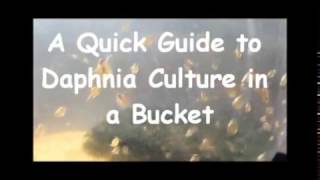 How to culture daphnia outside [upl. by Nicram]