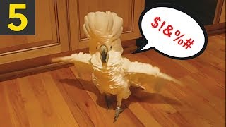 5 Funny Talking Parrots creepy and cool [upl. by Irol611]