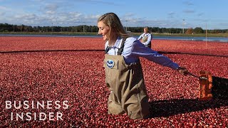 How Ocean Spray Harvests 220 Billion Cranberries A Year [upl. by Tim]