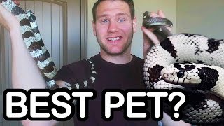 CALIFORNIA KINGSNAKE  IS IT A GOOD PET SNAKE [upl. by Shewmaker]