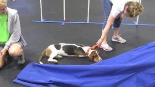 When a Basset does agility [upl. by Krys]