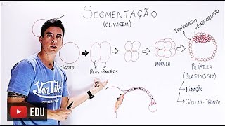 Embriologia humana [upl. by Aesoh]